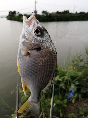 南沙钓黄脚腊鱼最佳位置?南沙今天气压多少合适-图2 南沙钓黄脚腊鱼最佳位置?南沙今天气压多少合适-图2