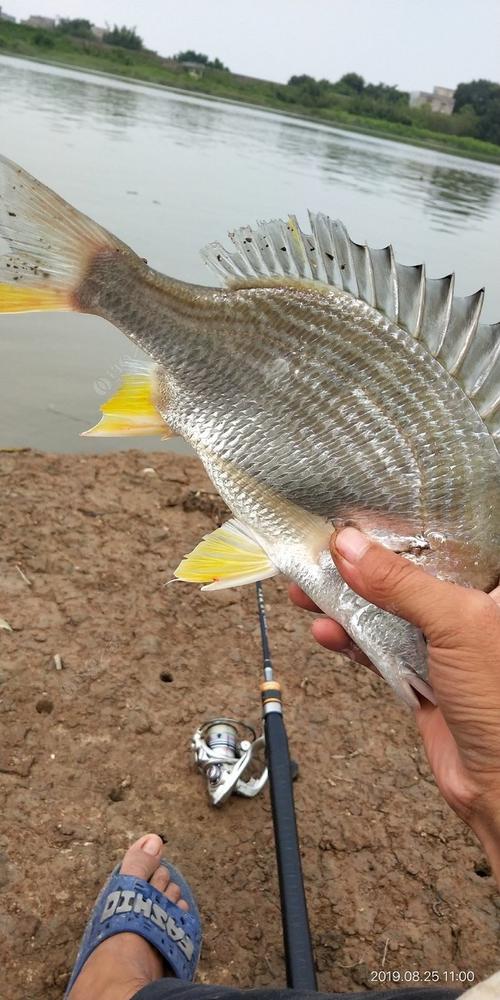 南沙钓黄脚腊鱼最佳位置?南沙今天气压多少合适-图1 南沙钓黄脚腊鱼最佳位置?南沙今天气压多少合适-图1