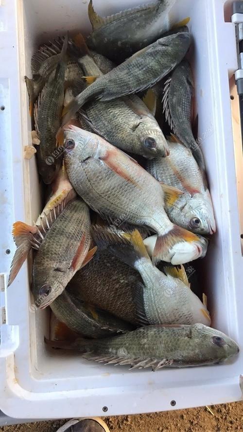 南沙钓黄脚腊鱼最佳位置?南沙今天气压多少合适-图3 南沙钓黄脚腊鱼最佳位置?南沙今天气压多少合适-图3