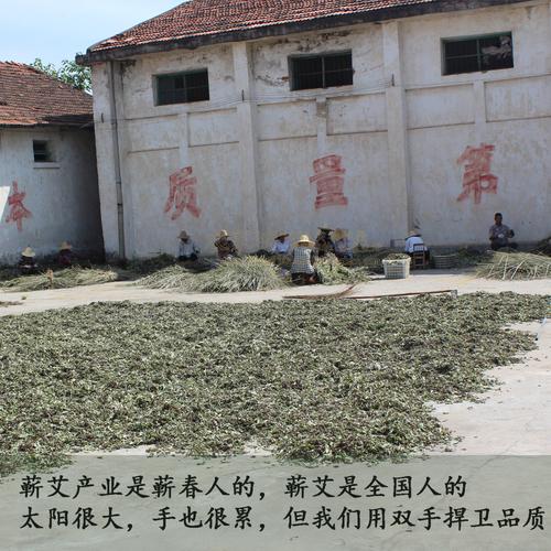 什么地方生长艾叶好?明天黄冈蕲春的温度是多少-图2 什么地方生长艾叶好?明天黄冈蕲春的温度是多少-图2