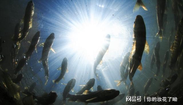 五月底鱼在深水区还是浅水区?五月温度大约是多少-图2 五月底鱼在深水区还是浅水区?五月温度大约是多少-图2