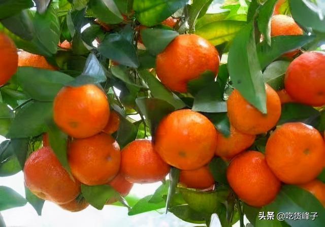 金秋糖桔裂果什么原因?温州自来水水硬度是多少-图3 金秋糖桔裂果什么原因?温州自来水水硬度是多少-图3