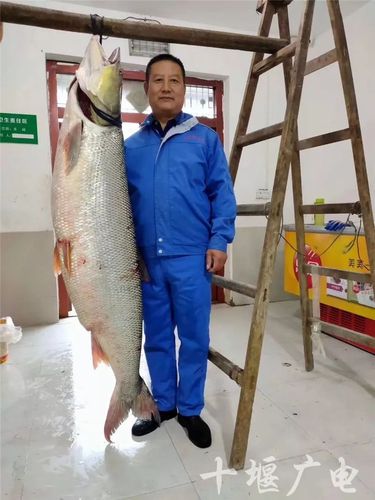 襄阳汉江有哪些鱼种?襄阳一般水质检测多少钱-图2 襄阳汉江有哪些鱼种?襄阳一般水质检测多少钱-图2