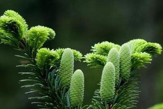 珍稀植物有哪些?神木天气最冷多少度-图1 珍稀植物有哪些?神木天气最冷多少度-图1