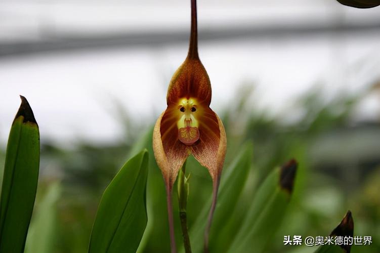 珍稀植物有哪些?神木天气最冷多少度-图2 珍稀植物有哪些?神木天气最冷多少度-图2