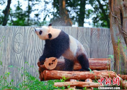 熊猫适宜的温度?北京热带公园室内温度多少-图2 熊猫适宜的温度?北京热带公园室内温度多少-图2