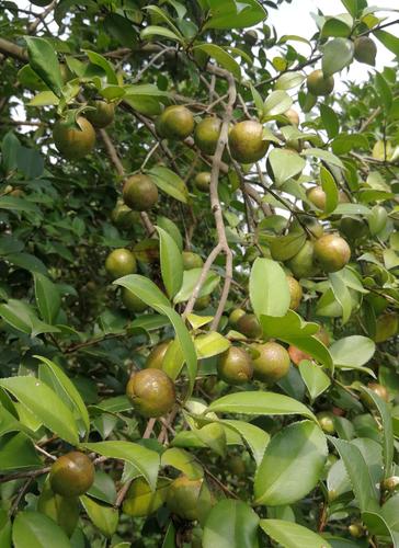 茶籽树一年可以结几次果?茶果树的年平均气温是多少-图1 茶籽树一年可以结几次果?茶果树的年平均气温是多少-图1