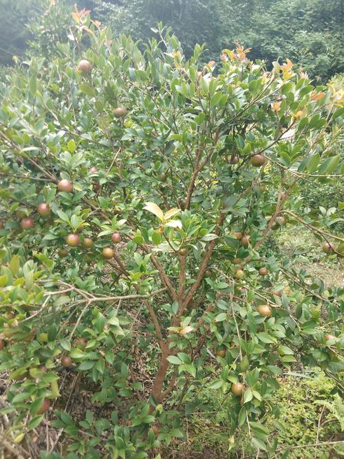 茶籽树一年可以结几次果?茶果树的年平均气温是多少-图3 茶籽树一年可以结几次果?茶果树的年平均气温是多少-图3