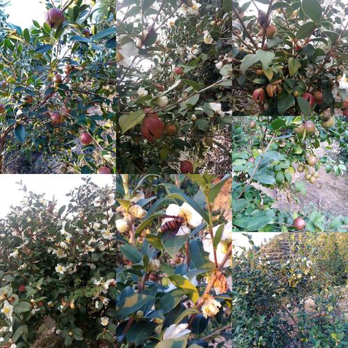 茶籽树一年可以结几次果?茶果树的年平均气温是多少-图2 茶籽树一年可以结几次果?茶果树的年平均气温是多少-图2