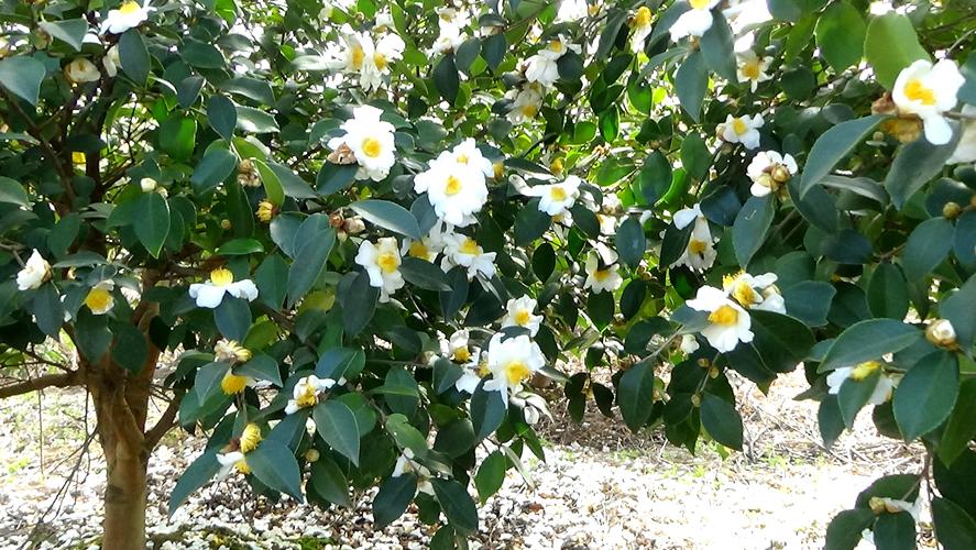 湖南油茶树什么时候开花?湖南立春一般气温多少度-图2 湖南油茶树什么时候开花?湖南立春一般气温多少度-图2