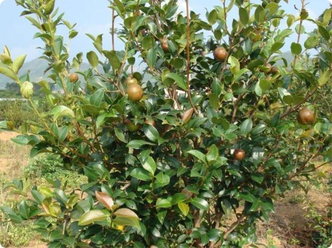 湖南油茶树什么时候开花?湖南立春一般气温多少度-图3 湖南油茶树什么时候开花?湖南立春一般气温多少度-图3