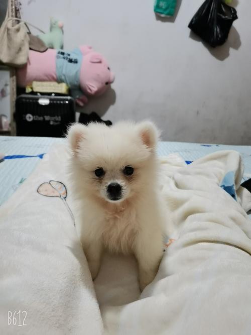 我家博美,身上发烫,毛变红什么原因?三个月博美多少温度算发热-图1 我家博美,身上发烫,毛变红什么原因?三个月博美多少温度算发热-图1