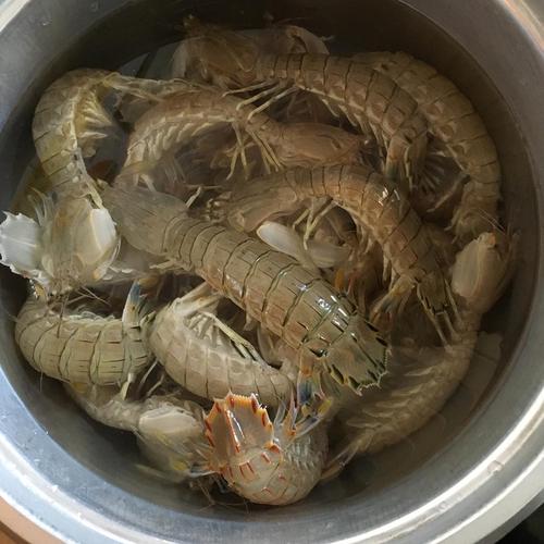 哪片海域的虾最好吃?渤海皮皮虾海水多少度-图1 哪片海域的虾最好吃?渤海皮皮虾海水多少度-图1