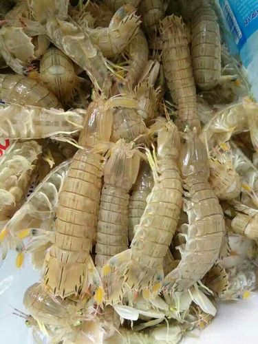 渤海几月是海鲜季节?渤海皮皮虾海水多少温度-图2 渤海几月是海鲜季节?渤海皮皮虾海水多少温度-图2