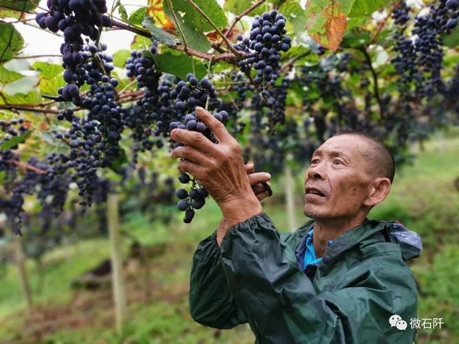 贵州特色水果?贵州石阡县葡萄种植面积多少-图1 贵州特色水果?贵州石阡县葡萄种植面积多少-图1