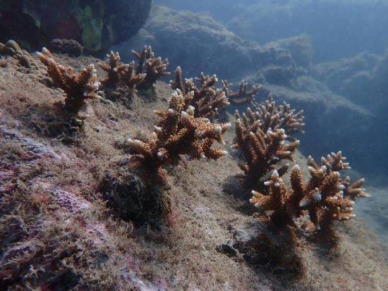 海水珊瑚适宜温度?台湾屏东县冬季最低气温多少-图1 海水珊瑚适宜温度?台湾屏东县冬季最低气温多少-图1
