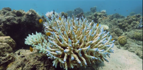 海水珊瑚适宜温度?台湾屏东县冬季最低气温多少-图3 海水珊瑚适宜温度?台湾屏东县冬季最低气温多少-图3