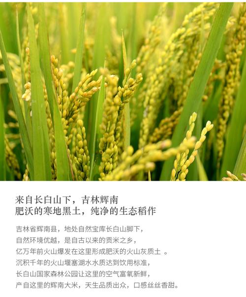 粳米好吃还是山米好吃?集安市到财源镇多少公里-图2 粳米好吃还是山米好吃?集安市到财源镇多少公里-图2