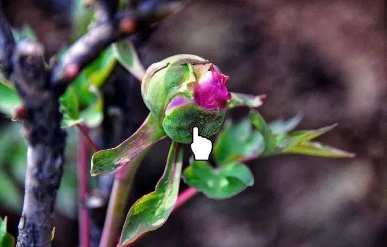 西北人为什么把开水叫牡丹花水?西北地区开水多少度-图3 西北人为什么把开水叫牡丹花水?西北地区开水多少度-图3