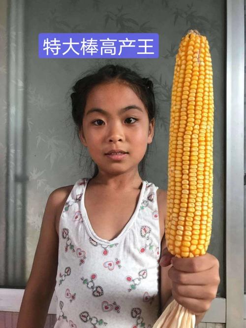 高产玉米种子有哪些?阜阳的天气积温是多少-图2 高产玉米种子有哪些?阜阳的天气积温是多少-图2