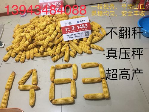 高产玉米种子有哪些?阜阳的天气积温是多少-图1 高产玉米种子有哪些?阜阳的天气积温是多少-图1