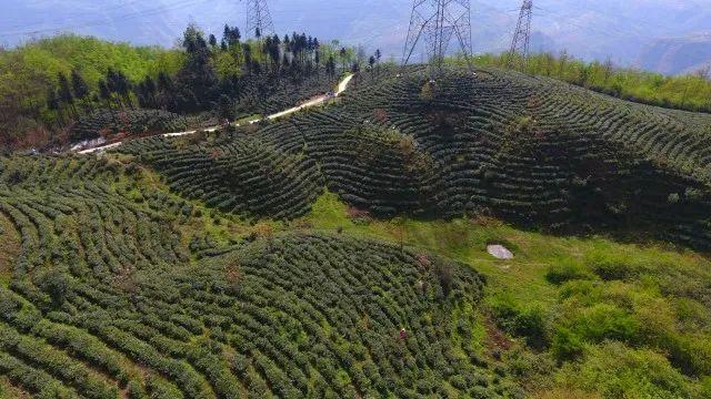 关河茶叶怎么样?大关翠华镇有多少个村庄-图1 关河茶叶怎么样?大关翠华镇有多少个村庄-图1