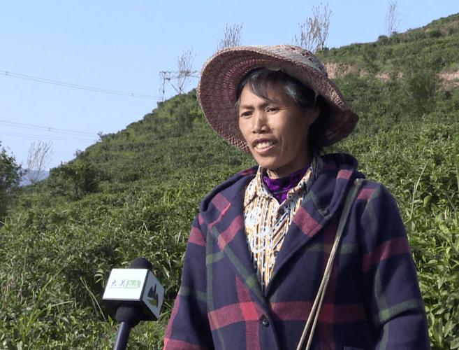 关河茶叶怎么样?大关翠华镇有多少个村庄-图2 关河茶叶怎么样?大关翠华镇有多少个村庄-图2