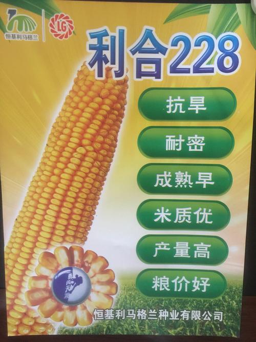 利合528玉米种积温是多少?乌兰察布市积温平均多少-图3 利合528玉米种积温是多少?乌兰察布市积温平均多少-图3