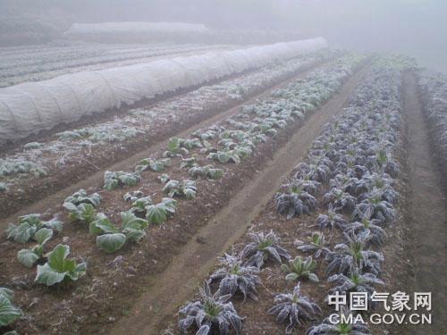 3度会是霜冻吗?相对湿度为多少时会出现霜冻-图3 3度会是霜冻吗?相对湿度为多少时会出现霜冻-图3