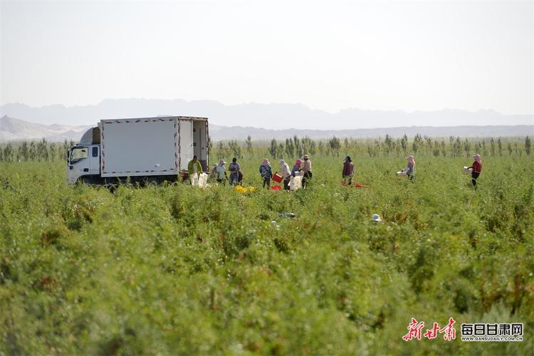 青海省都兰县香日德镇农场农田灌溉区种植枸杞是否违法?香日德镇海拔多少米都兰-图2 青海省都兰县香日德镇农场农田灌溉区种植枸杞是否违法?香日德镇海拔多少米都兰-图2
