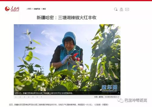 哈密有什么特产?从哈密到三塘湖有多远多少公里-图2 哈密有什么特产?从哈密到三塘湖有多远多少公里-图2