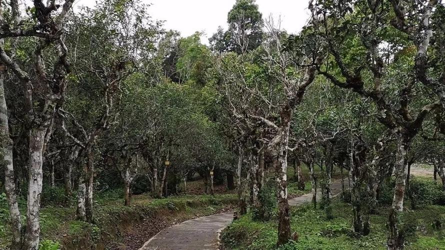 布朗山海拔?勐混镇海拔多少-图3 布朗山海拔?勐混镇海拔多少-图3