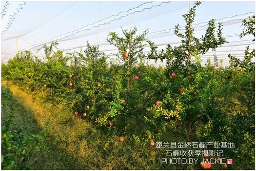 渭南潼关石榴基地海拔是多少米?石榴在海拔多少米才能挂果-图3 渭南潼关石榴基地海拔是多少米?石榴在海拔多少米才能挂果-图3