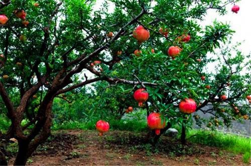 南方为什么种不好石榴?石榴种植海拔多少米-图2 南方为什么种不好石榴?石榴种植海拔多少米-图2