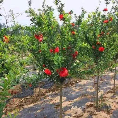 南方为什么种不好石榴?石榴种植海拔多少米-图3 南方为什么种不好石榴?石榴种植海拔多少米-图3