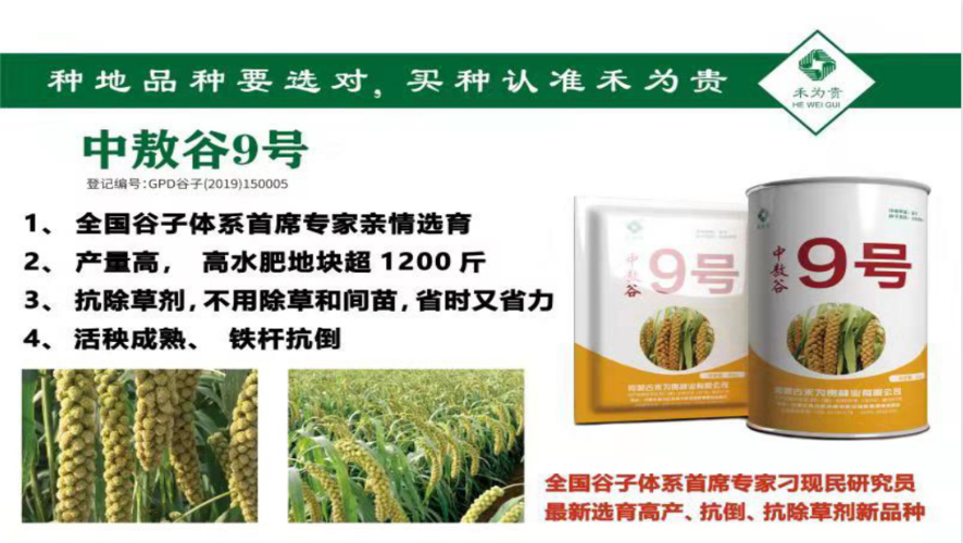 赤谷k1玉米品种?吉林九台积温是多少-图2 赤谷k1玉米品种?吉林九台积温是多少-图2