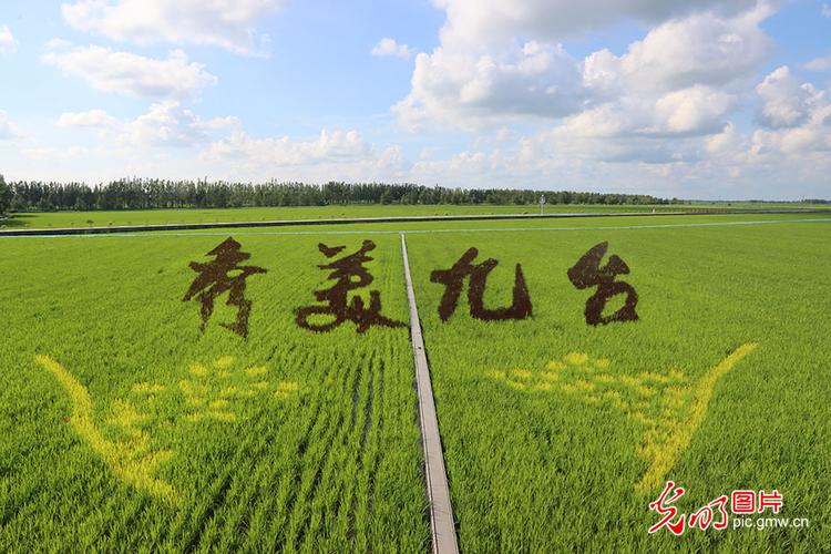 赤谷k1玉米品种?吉林九台积温是多少-图3 赤谷k1玉米品种?吉林九台积温是多少-图3