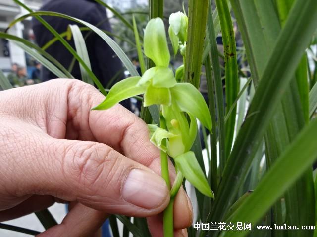 送春矮种有什么特征?江油天气相对湿度是多少-图3 送春矮种有什么特征?江油天气相对湿度是多少-图3