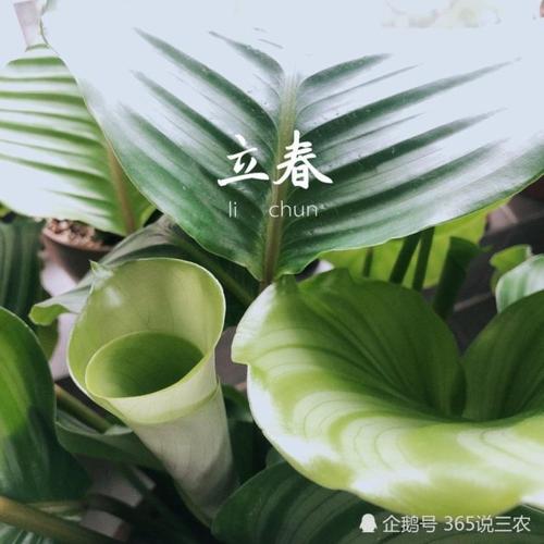 武汉2月份的温度适合种什么室内盆栽?武汉立春气温多少度-图2 武汉2月份的温度适合种什么室内盆栽?武汉立春气温多少度-图2