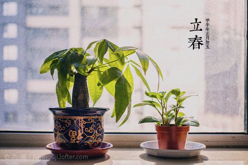 武汉2月份的温度适合种什么室内盆栽?武汉立春气温多少度-图3 武汉2月份的温度适合种什么室内盆栽?武汉立春气温多少度-图3