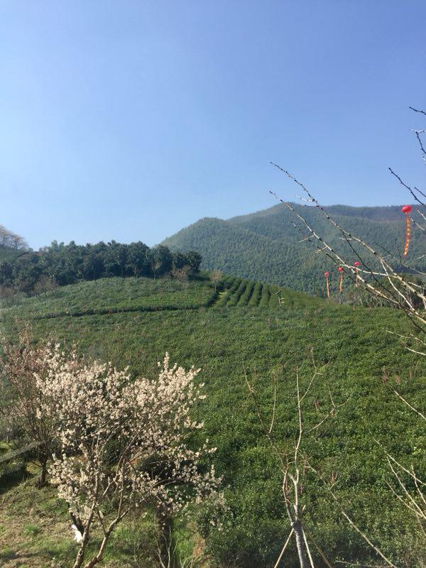 2022宜兴春茶何时上市?宜兴明天气温多少度-图2 2022宜兴春茶何时上市?宜兴明天气温多少度-图2