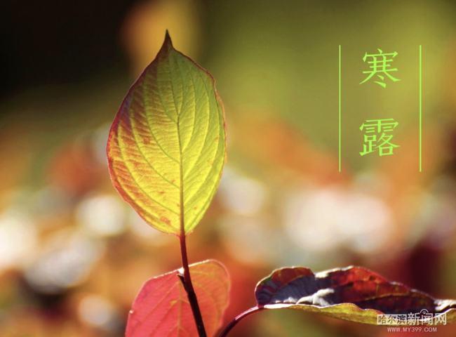 今年寒露风什么时间来?寒露节气大概温度是多少-图1 今年寒露风什么时间来?寒露节气大概温度是多少-图1