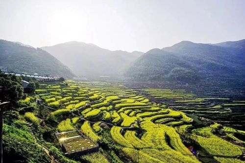 上虞油菜花什么时候开?上虞历史上最低温度是多少-图2 上虞油菜花什么时候开?上虞历史上最低温度是多少-图2