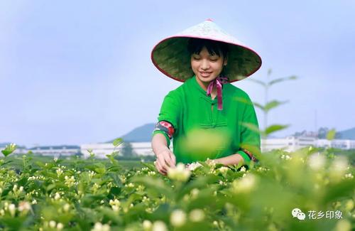 2023横县茉莉花节几月几号举行?校椅到马岭镇需要多少时间-图3 2023横县茉莉花节几月几号举行?校椅到马岭镇需要多少时间-图3