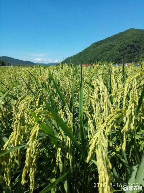 稻花香有多少天?稻花香水稻出米率一般多少-图1 稻花香有多少天?稻花香水稻出米率一般多少-图1