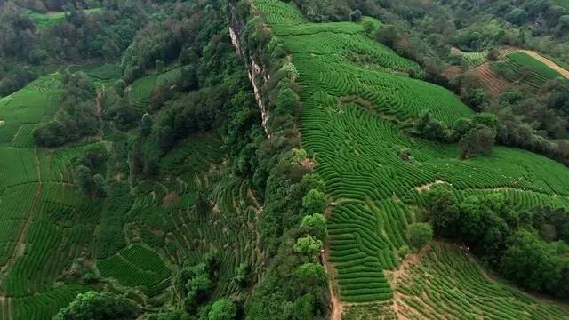 中国的酸茶是什么?茶林镇多少人口-图1 中国的酸茶是什么?茶林镇多少人口-图1