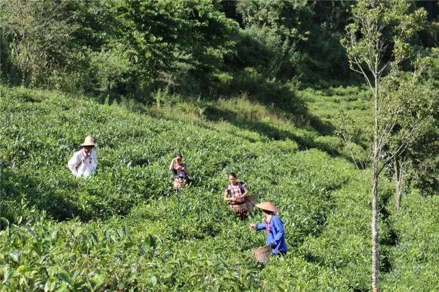 中国的酸茶是什么?茶林镇多少人口-图2 中国的酸茶是什么?茶林镇多少人口-图2