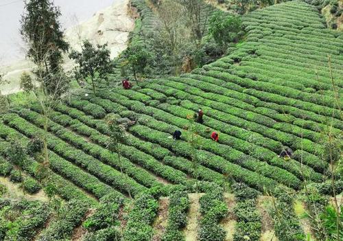想开个茶叶店需要投资多少钱?毕节织金茶店乡有多少人口-图2 想开个茶叶店需要投资多少钱?毕节织金茶店乡有多少人口-图2