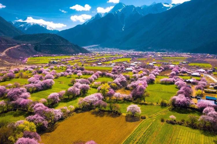 西藏林芝桃花节的温度是多少?林芝桃花三月底大概温度多少-图2 西藏林芝桃花节的温度是多少?林芝桃花三月底大概温度多少-图2