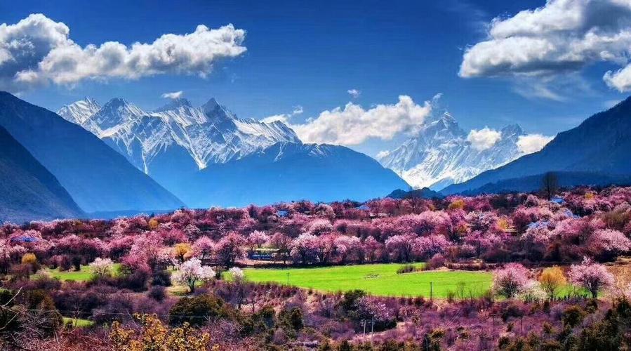 西藏林芝桃花节的温度是多少?林芝桃花三月底大概温度多少-图1 西藏林芝桃花节的温度是多少?林芝桃花三月底大概温度多少-图1